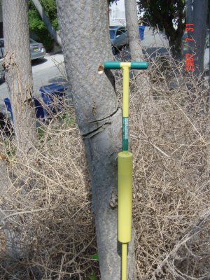 Salt vs. Tree of Heaven - Click for larger image!
