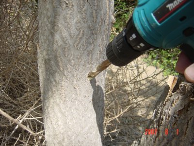 Salt vs. Tree of Heaven - Click for larger image!