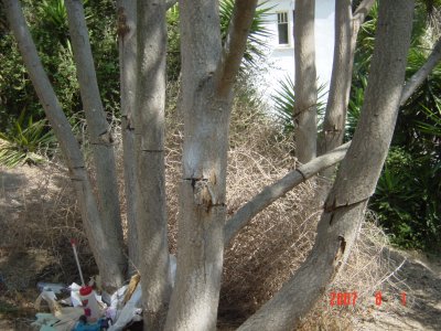 Salt vs. Tree of Heaven - Click for larger image!