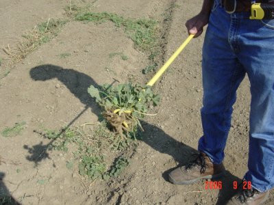 Weed Twister vs Mallow UC Davis