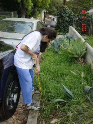 Easy access to weeds against the curb. Click to see larger image!