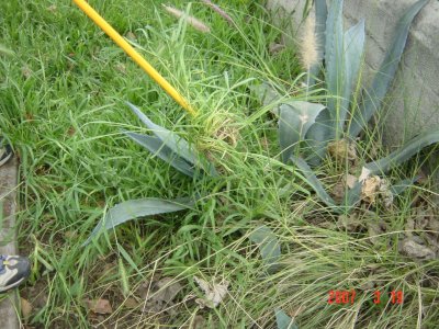 This 42-inch Weed Twister makes it easy to safely hook weeds between thorny cactus branches. Click to see larger image!