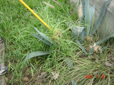 This 42-inch Weed Twister makes it easy to safely hook weeds between thorny cactus branches. Click to see larger image!