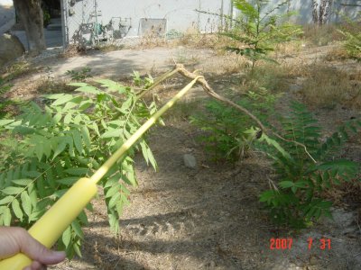 Weed Twister vs. Tree of Heaven - Click for larger image!