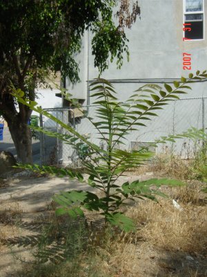 Weed Twister vs. Tree of Heaven - Click for larger image!