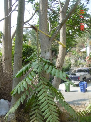 Weed Twister vs. Tree of Heaven - Click for larger image!