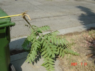 Weed Twister vs. Tree of Heaven - Click for larger image!