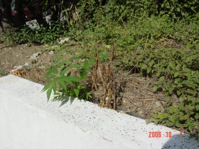 Roundup vs Tree of Heaven Ailanthus Altissima