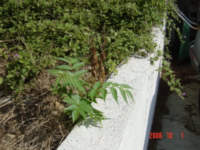 Roundup vs Tree of Heaven Ailanthus Altissima