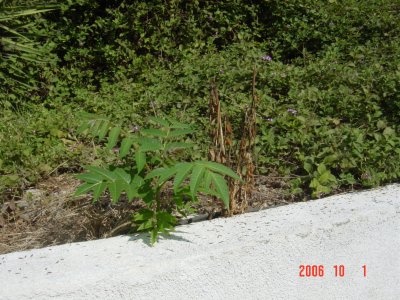 Roundup vs Tree of Heaven Ailanthus Altissima