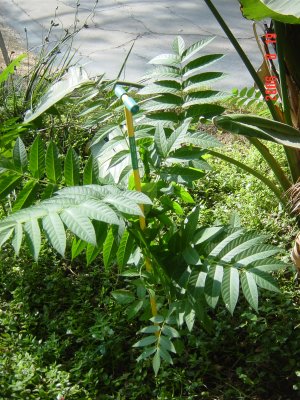 Weed Twister vs. Tree of Heaven