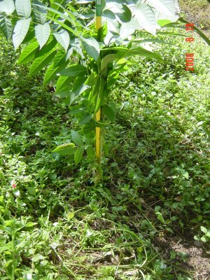 Weed Twister vs. Tree of Heaven