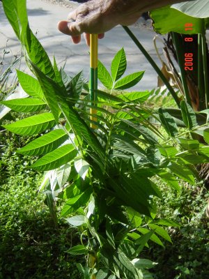 Weed Twister vs. Tree of Heaven