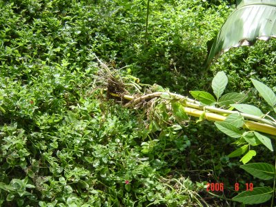 Weed Twister vs. Tree of Heaven