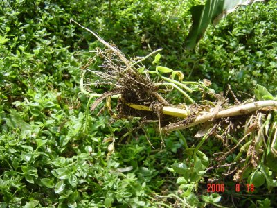 Weed Twister vs. Tree of Heaven