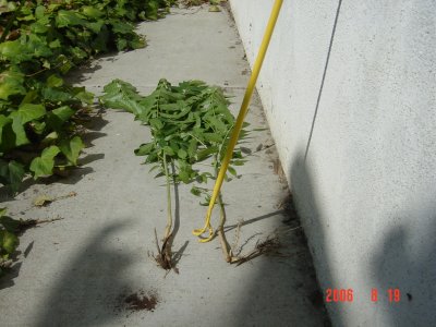 Weed Twister vs. Tree of Heaven