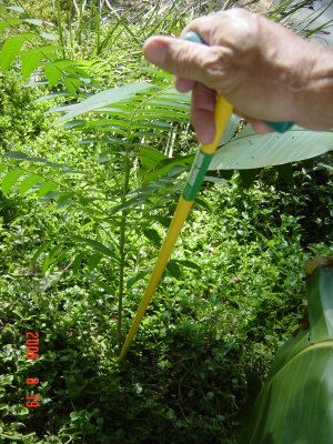 Weed Twister vs. Tree of Heaven