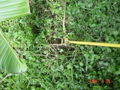 Weed Twister vs. Tree of Heaven