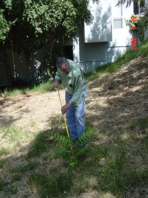 Weed Twister vs. Tree of Heaven