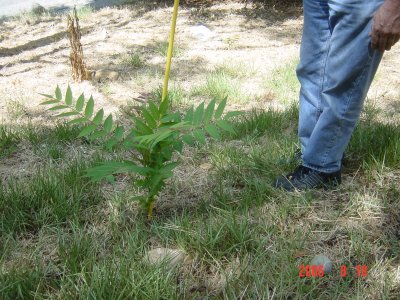 Weed Twister vs. Tree of Heaven