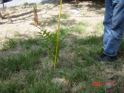 Weed Twister vs. Tree of Heaven