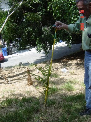 Weed Twister vs. Tree of Heaven