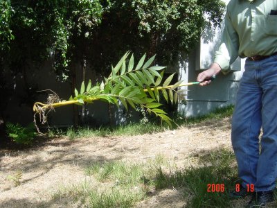 Weed Twister vs. Tree of Heaven