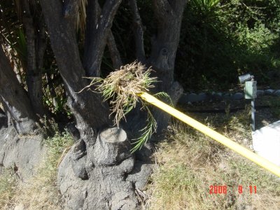 Weed Twister vs. Bermudagrass