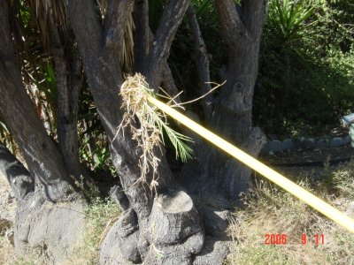 Weed Twister vs. Bermudagrass