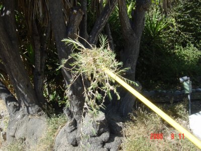 Weed Twister vs. Bermudagrass