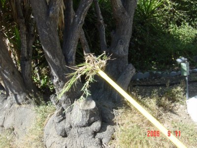 Weed Twister vs. Bermudagrass