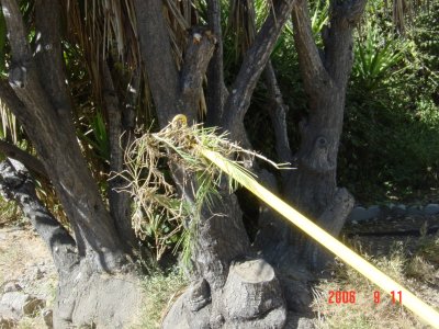 Weed Twister vs. Bermudagrass