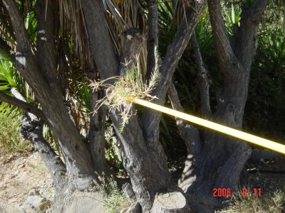 Weed Twister vs. Bermudagrass