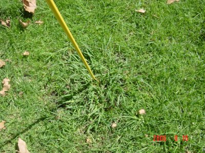 Weed Twister vs. Crabgrass