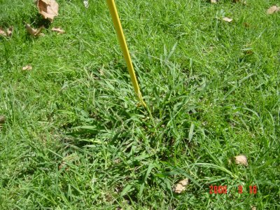 Weed Twister vs. Crabgrass