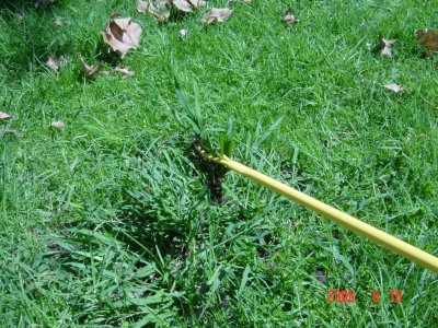 Weed Twister vs. Crabgrass