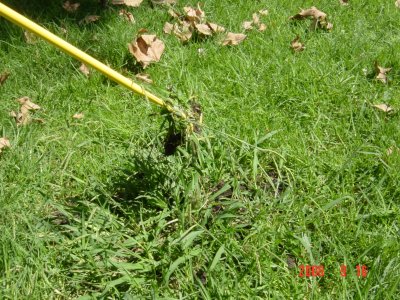 Weed Twister vs. Crabgrass