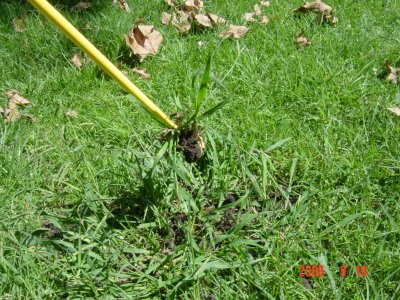 Weed Twister vs. Crabgrass