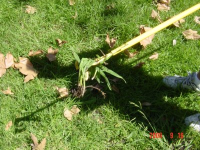 Weed Twister vs. Crabgrass