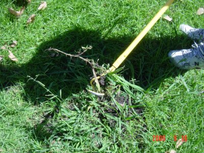 Weed Twister vs. Crabgrass