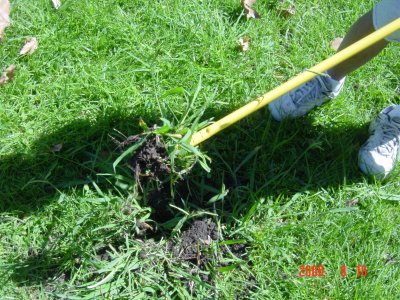 Weed Twister vs. Crabgrass