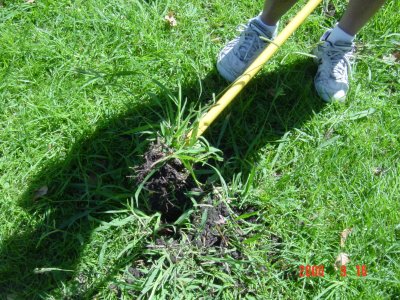 Weed Twister vs. Crabgrass