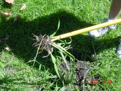 Weed Twister vs. Crabgrass