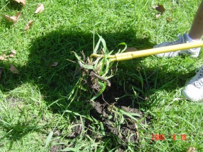 Weed Twister vs. Crabgrass