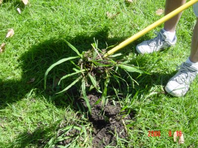 Weed Twister vs. Crabgrass