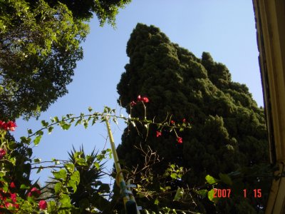 Control misguided bougainvillea branches with the Weed Twister - Click for larger image.