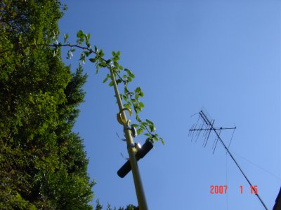 This rose tree branch is groomed by the Weed Twister - Click for larger image. 