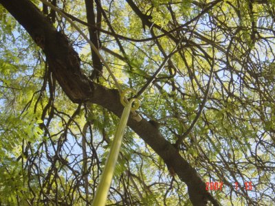 Hang a mist spraying tube over a branch with the Weed Twister - Click for larger image.