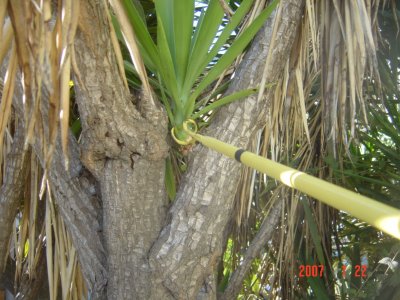 Weed Twister vs Yucca - Click for larger image!