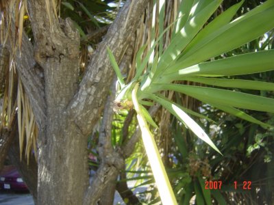 Weed Twister vs Yucca - Click for larger image!